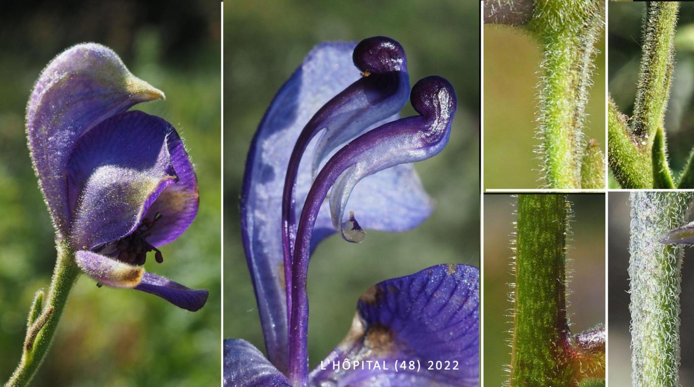 Monkshood, (Burnat's) flower